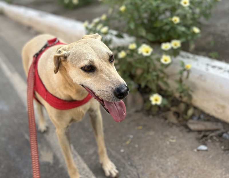 Dezembro Verde: Uma Campanha Pela Não-Violência Animal