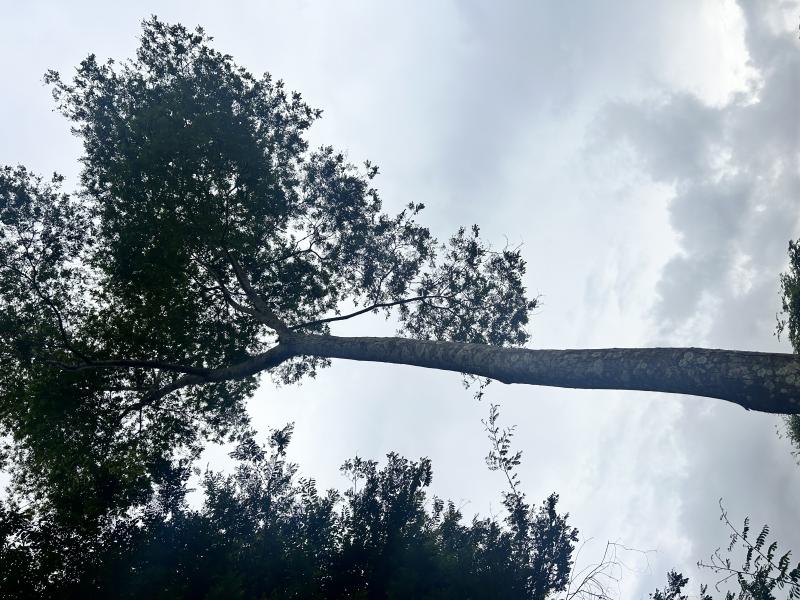 Flora Ameaçada: Entenda as Regras para Supressão e Compensação Ambiental